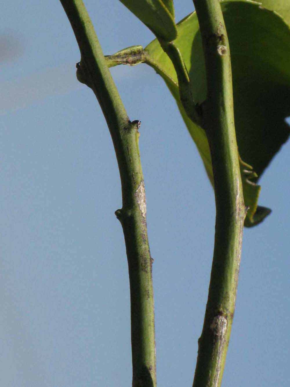            First year twig (Winter Haven, FL)   